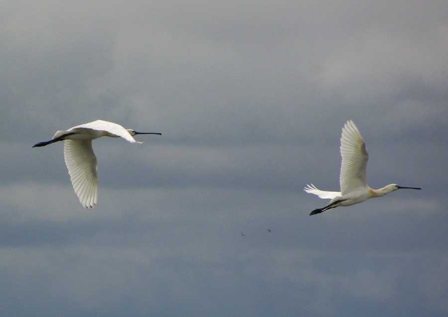 Volo di Spatole